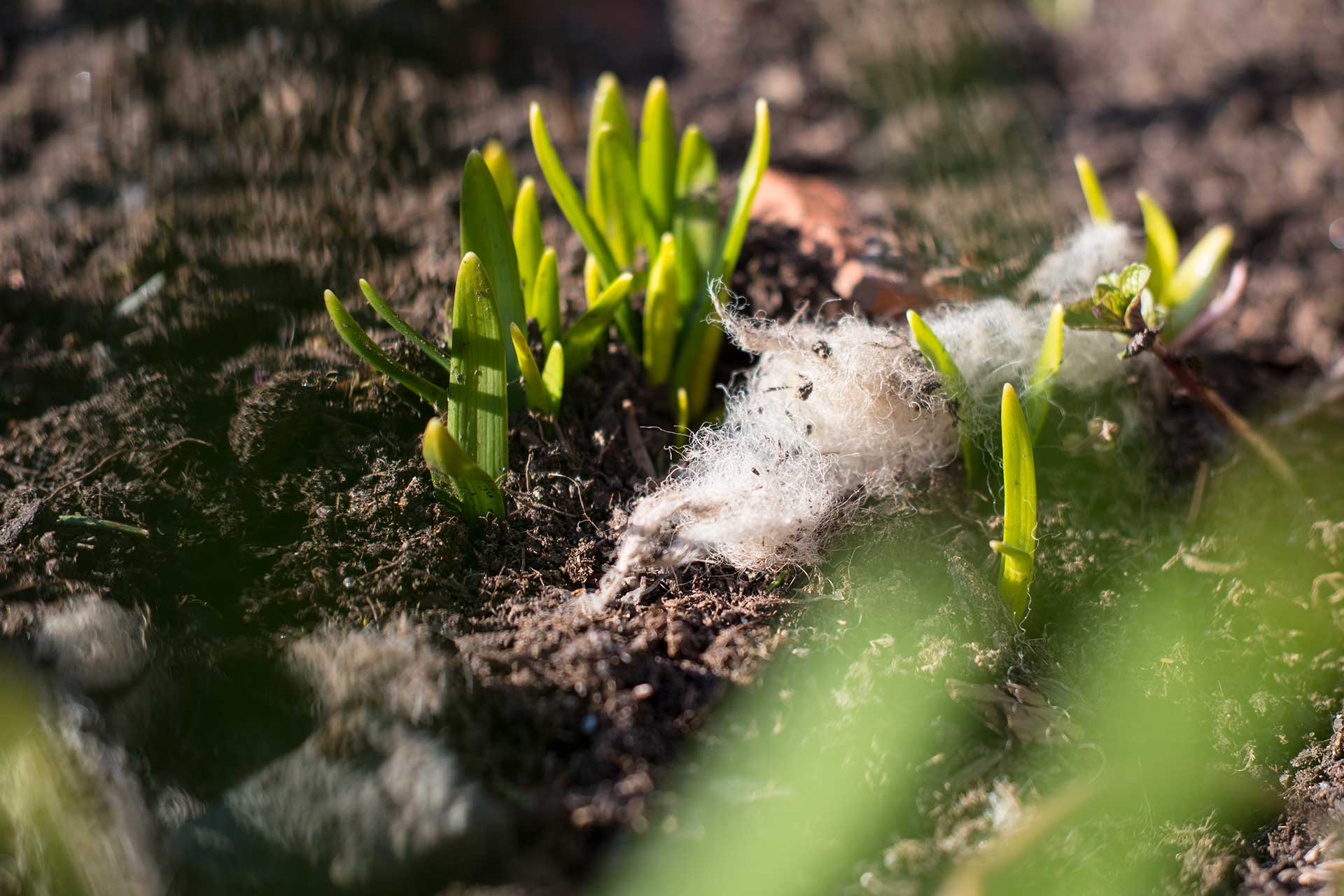 Schafwolle Als Dünger Für Garten Und Blumenkistl – Marktgemeinde Moosburg